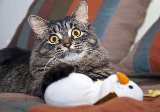 奥利维耶,那一夜,摩纳哥赌城的篮球心脏因他而狂跳